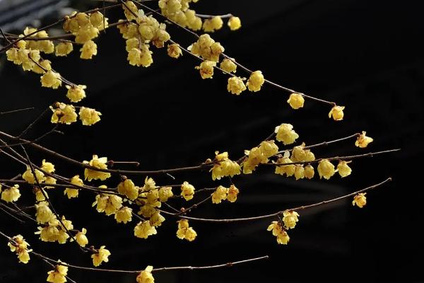 腊梅的繁殖方法,有嫁接法、播种法、分株法和扦插法