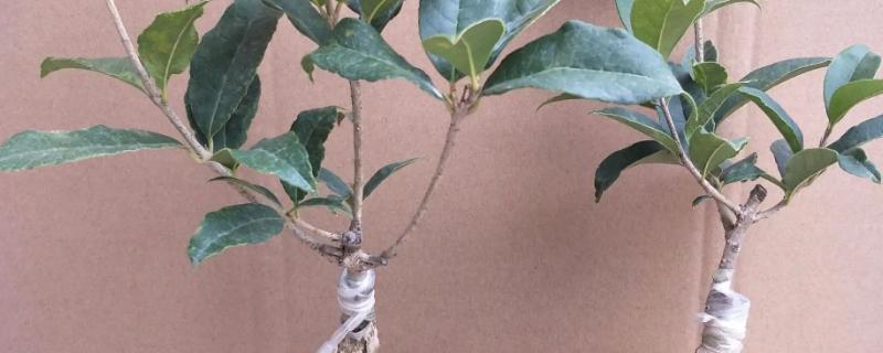嫁接桂花树的养殖方法，要每周为其浇灌一次水分