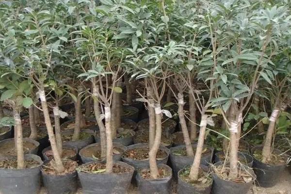 嫁接桂花树的养殖方法,要每周为其浇灌一次水分