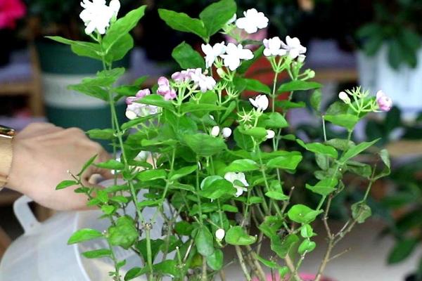 北方室内能不能养茉莉,能养但也要做好保暖措施