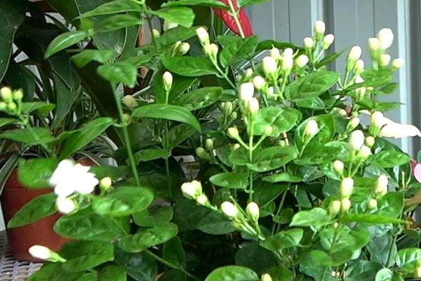 北方室内能不能养茉莉,能养但也要做好保暖措施