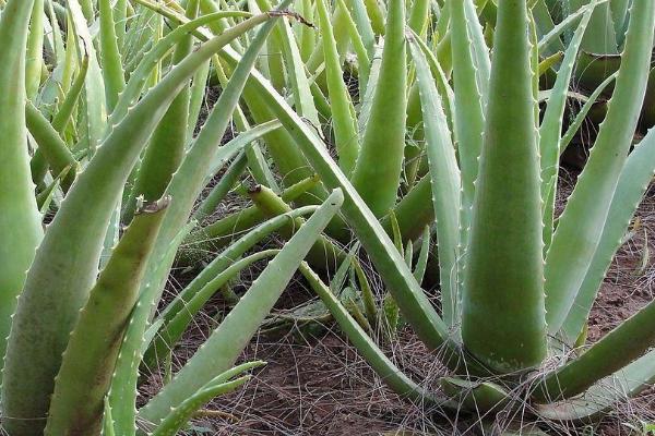 芦荟会冻死吗，低于0℃的时候会冻死