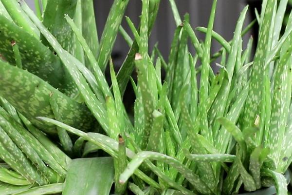 芦荟会冻死吗，低于0℃的时候会冻死