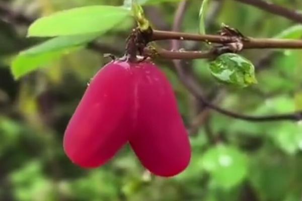 爱心果怎么种植，选择通风向阳、排灌方便的地方作栽种地