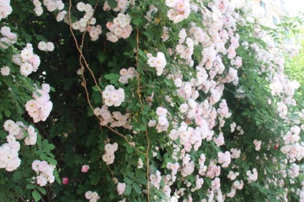 什么时候种植蔷薇花,一年四季均可种植