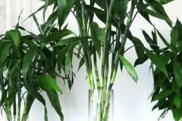 富贵竹的花语,寓意平安吉祥、财源滚滚等
