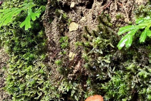 蕨类植物的养护方法,根据四季变化、品种特点以及长势来浇水