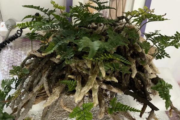 蕨类植物的养护方法,根据四季变化、品种特点以及长势来浇水