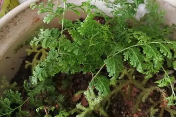 蕨类植物的养护方法,根据四季变化、品种特点以及长势来浇水