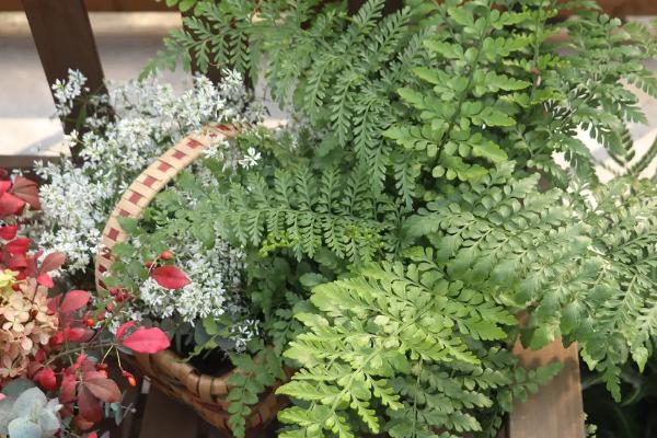 蕨类植物的养护方法,根据四季变化、品种特点以及长势来浇水