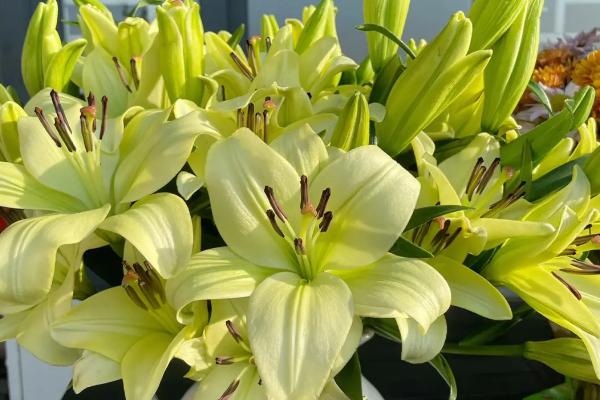 绿百合的花语,寓意百年长青、冰清玉洁等