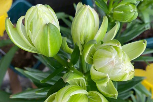 绿百合的花语,寓意百年长青、冰清玉洁等
