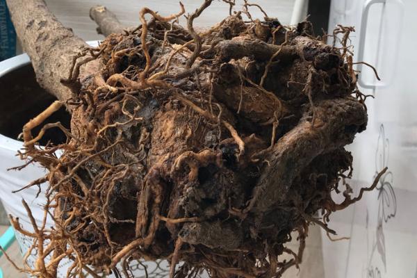 幸福树烂根如何补救,要及时将植株从花盆中取出