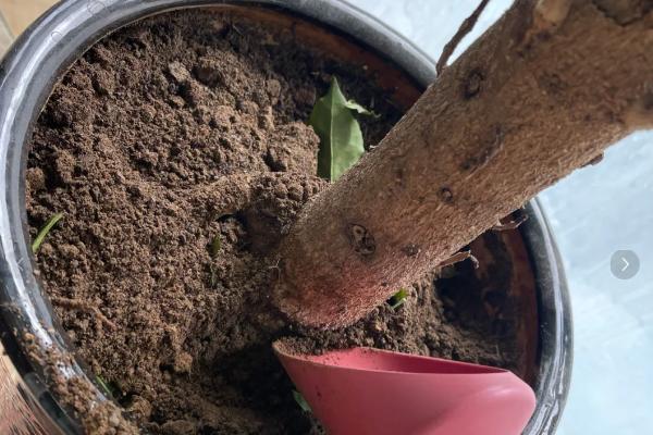 幸福树烂根如何补救,要及时将植株从花盆中取出