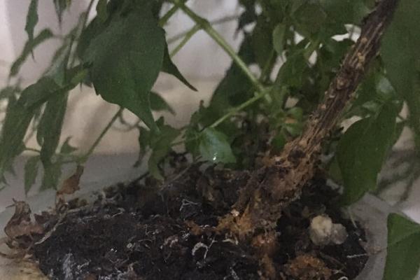 幸福树烂根如何补救,要及时将植株从花盆中取出
