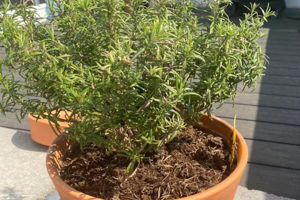 迷迭香室内怎么养殖,要让植株每天吸收5-6小时的光照