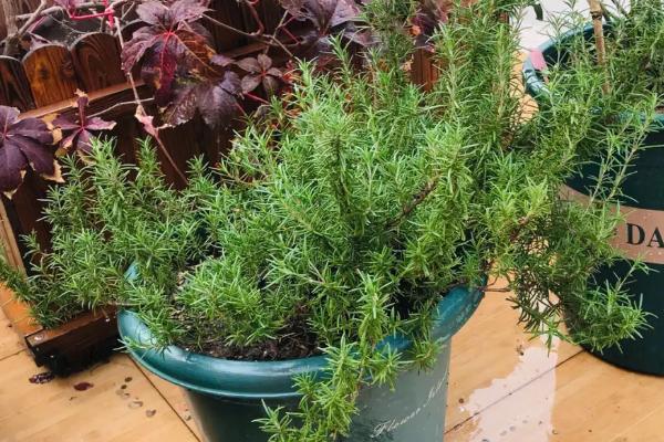迷迭香室内怎么养殖,要让植株每天吸收5-6小时的光照