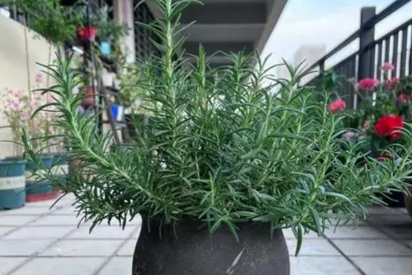 迷迭香室内怎么养殖,要让植株每天吸收5-6小时的光照