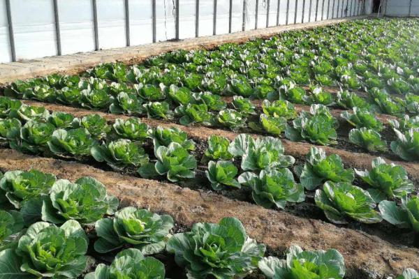 露地春甘蓝的种植时间,通常在9月下旬到10月上旬之间进行