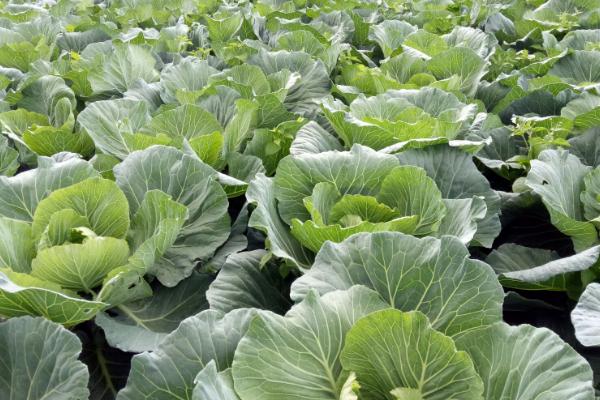露地春甘蓝的种植时间,通常在9月下旬到10月上旬之间进行