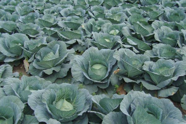 露地春甘蓝的种植时间,通常在9月下旬到10月上旬之间进行
