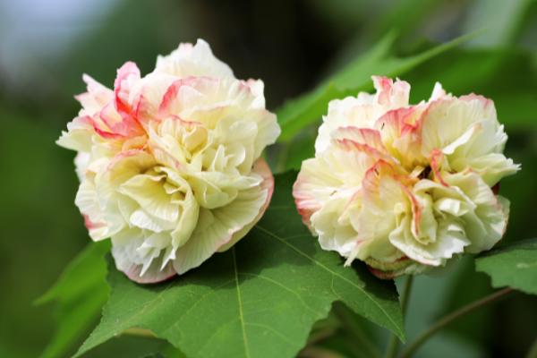芙蓉花哪个季节开花,在每年的秋季开放