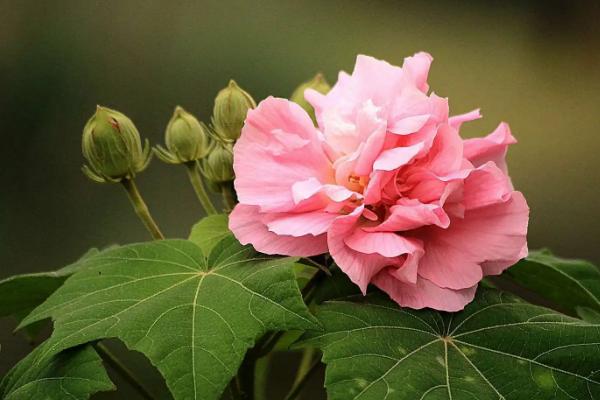 芙蓉花哪个季节开花,在每年的秋季开放