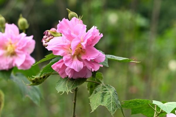 芙蓉花哪个季节开花,在每年的秋季开放