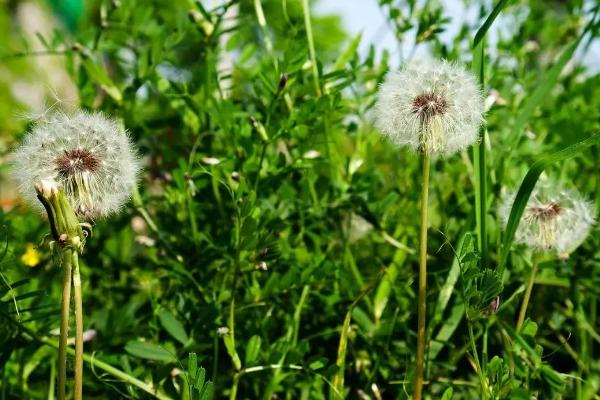 蒲公英如何繁殖,可播种或移根繁殖