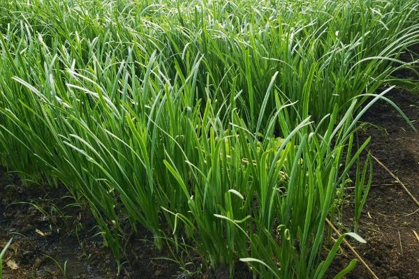 如何种植韭菜,间隔2-3个星期施加一次腐熟的液态肥