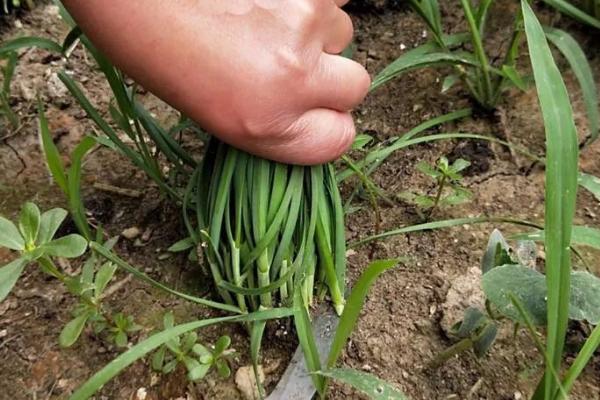 如何种植韭菜,间隔2-3个星期施加一次腐熟的液态肥