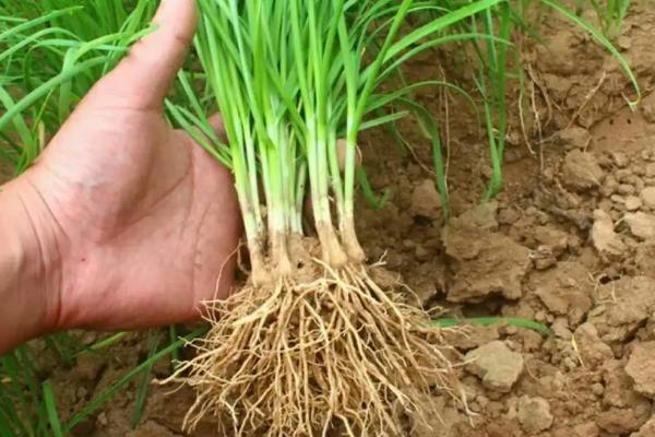如何种植韭菜,间隔2-3个星期施加一次腐熟的液态肥