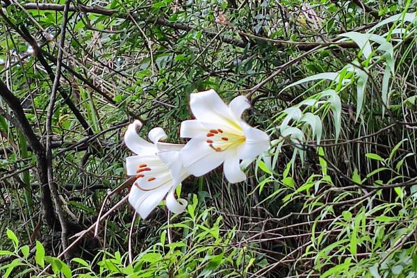 野百合的花语,寓意浪漫纯洁、永远幸福等