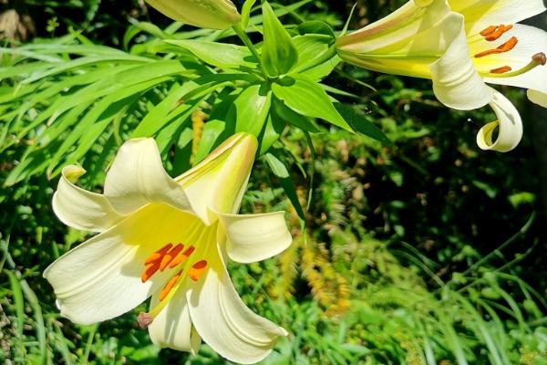 野百合的花语,寓意浪漫纯洁、永远幸福等