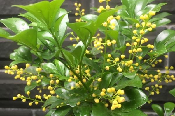 米兰花的养殖方法,适合在微酸性的土壤中种植