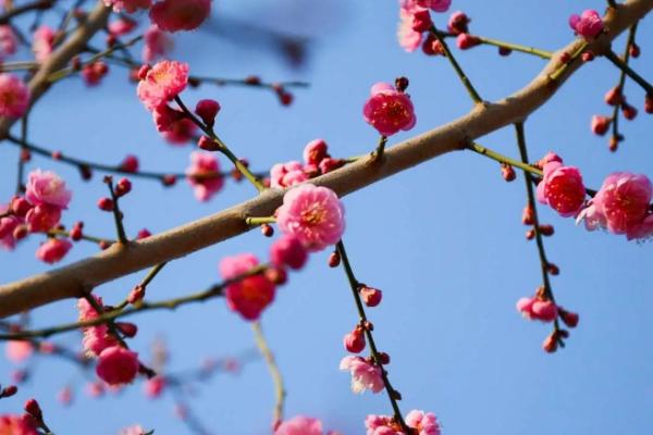 梅花的冬天养殖注意事项,一定要做好相应的控温措施