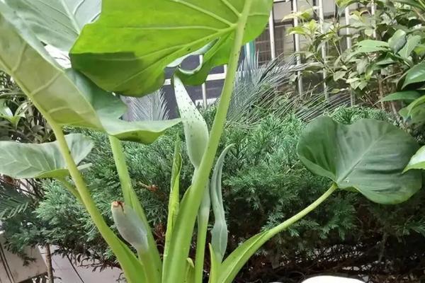 滴水观音不开花的原因,可能是土壤、光照、浇水、施肥不当导致的