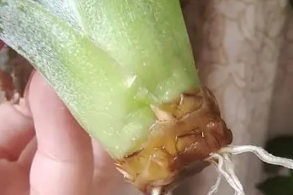 自己种的菠萝多久开花,大概需要等待3-4年后才能开花