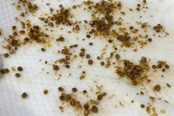 香菜种子种植时怎么处理，种子需催芽处理