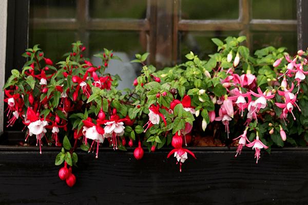 刚买的倒挂金钟怎么养，需要放在室内阴凉处缓苗十天