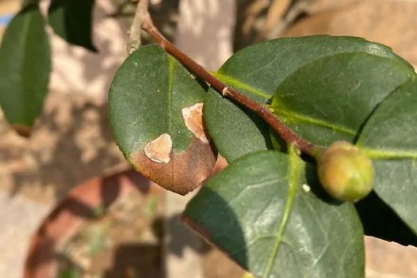 茶花僵苗的原因,主要原因就是没有及时进行换盆