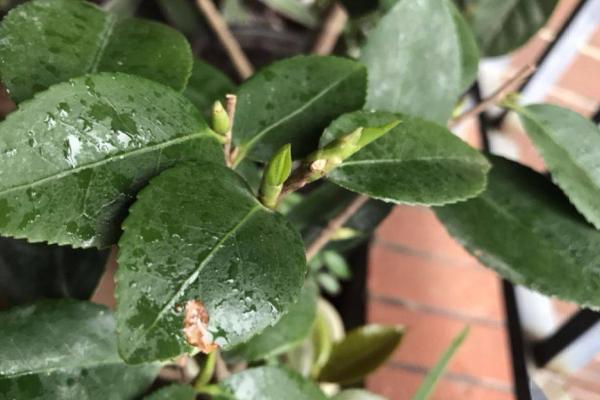 茶花僵苗的原因,主要原因就是没有及时进行换盆