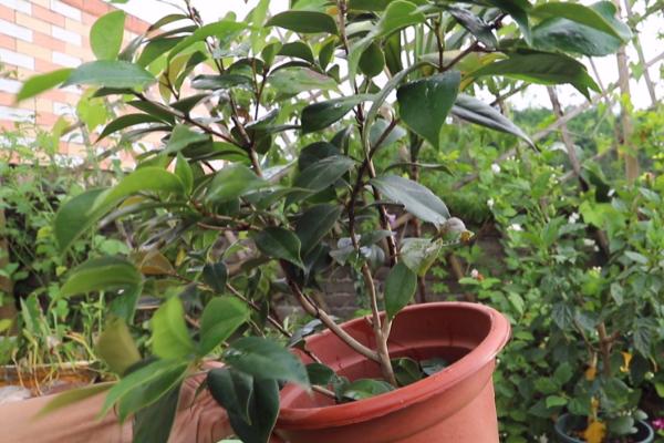 茶花僵苗的原因,主要原因就是没有及时进行换盆