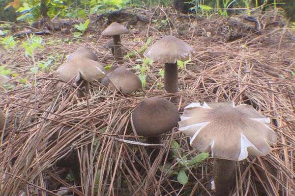 鸡枞菌的种植方法，种植前需将培养基高压杀菌