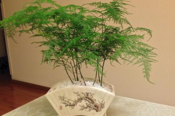 文竹适合养在室内吗,可净化空气适合室内养殖