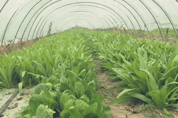 秋季能种植孔雀菜吗,秋季也能播种