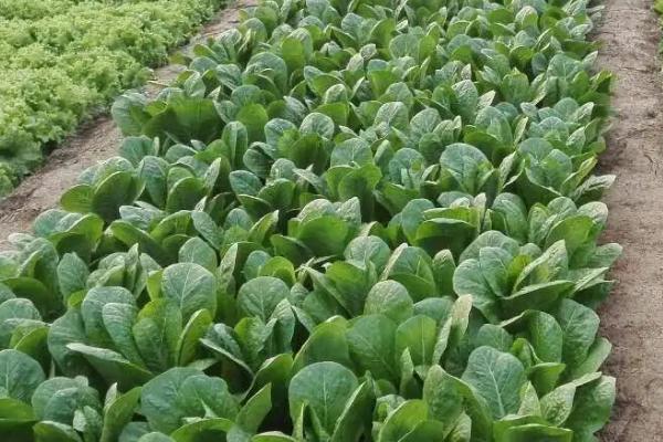 秋季能种植孔雀菜吗,秋季也能播种
