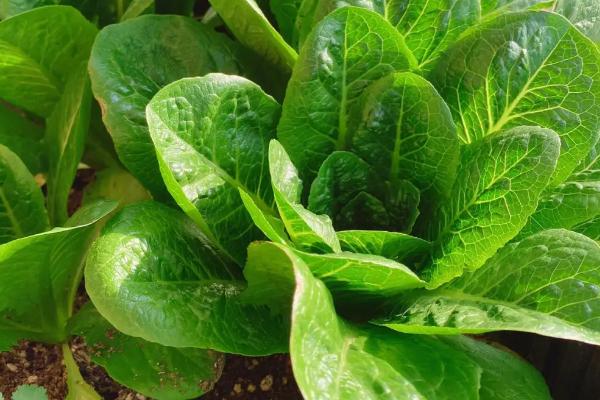 秋季能种植孔雀菜吗,秋季也能播种
