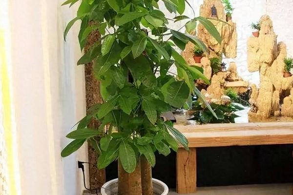 富贵树树干烂掉怎么办，需要及时将腐烂的部位全部清除