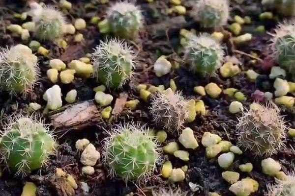 彩草仙人球如何养殖,喜欢在阳光充足的环境中生长